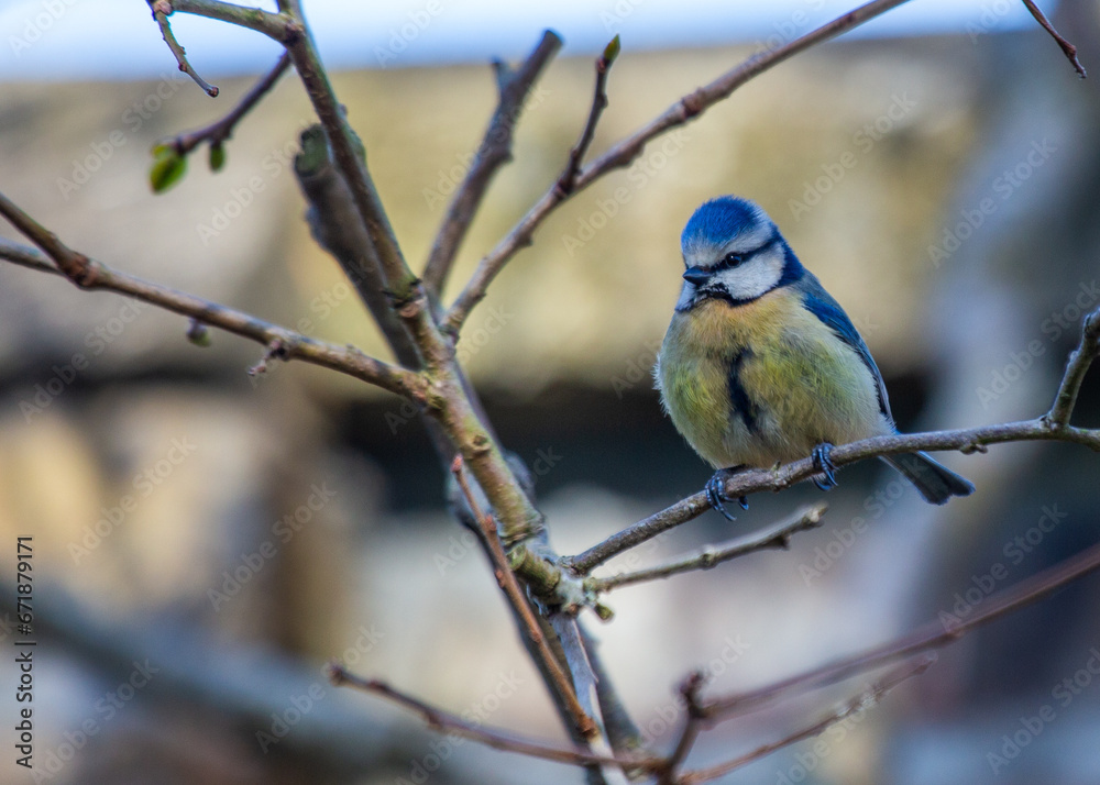 Blue Tit (Cyanistes caeruleus) Spotted Outdoors in Ireland Blue Tit (Cyanistes caeruleus) Spotted Outdoors in Ireland