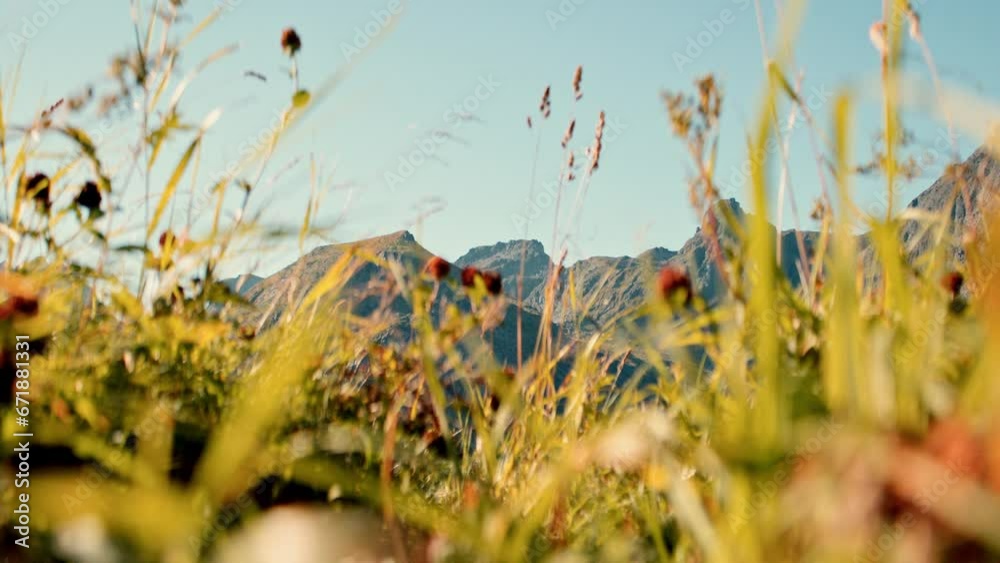 Blossoming Flora Amidst The Mountain Landscape