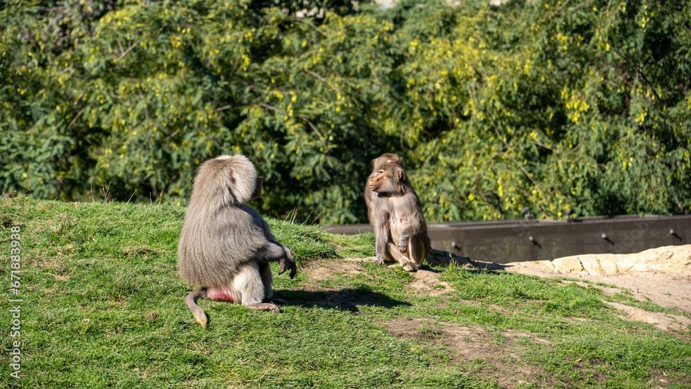 Naklejka premium Baboons in captivity at the zoo.
