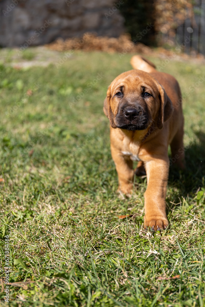 Portrait of a cute, fluffy, plump Broholmer puppy, one month old, male danish molossian or mastiff breed.