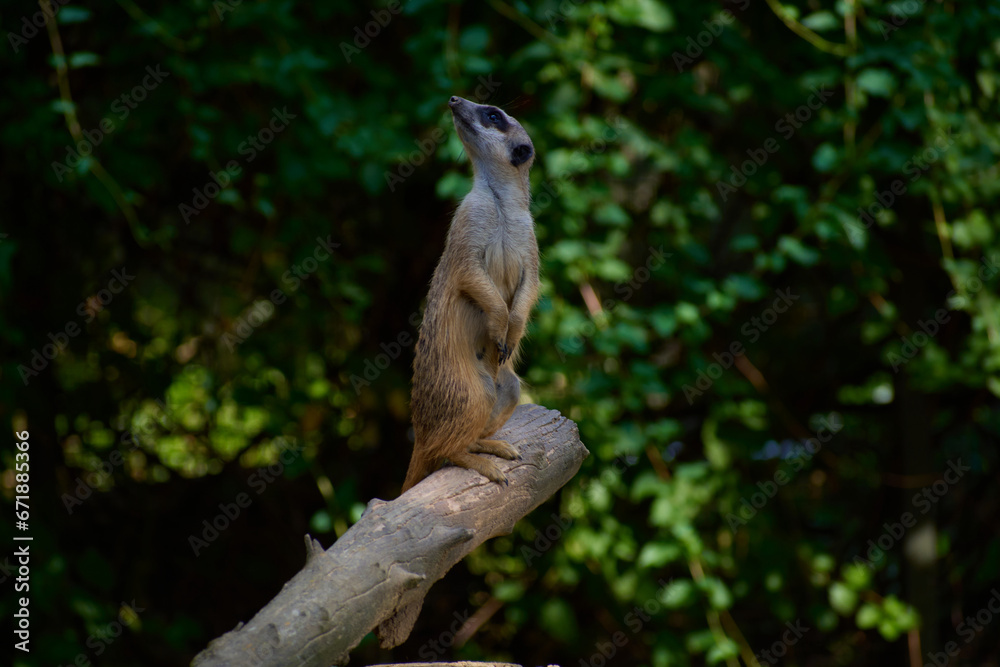 Meerkat portrait standing on a three Meerkat portrait standing on a three