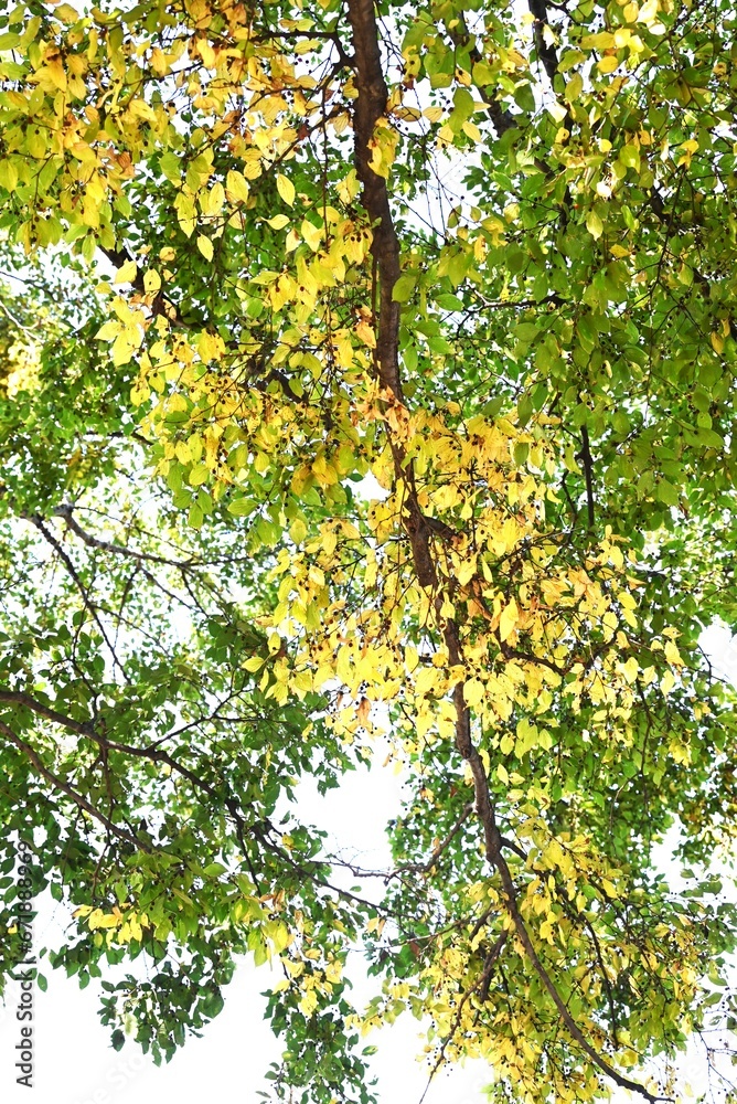 Chinese hackberry / Nettle tree ( Celtis sinensis ) Yellow leaves and fruit (drupe). The fruit that grows behind the leaves around October is sweet and delicious. Chinese hackberry / Nettle tree ( Celtis sinensis ) Yellow leaves and fruit (drupe). The fruit that grows behind the leaves around October is sweet and delicious.