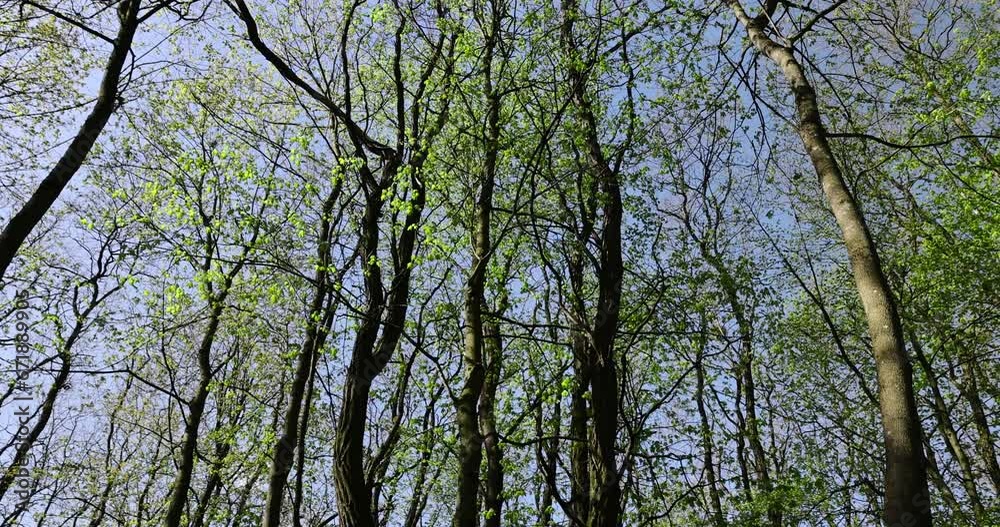 trees with the first green foliage in the forest in the spring season, the first foliage on deciduous trees in a mixed forest trees with the first green foliage in the forest in the spring season, the first foliage on deciduous trees in a mixed forest