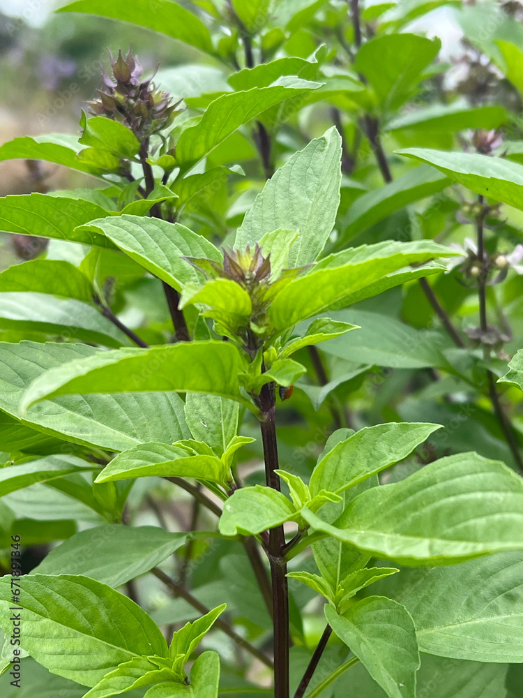 green leaves of the sweet basil plant in the garden green leaves of the sweet basil plant in the garden