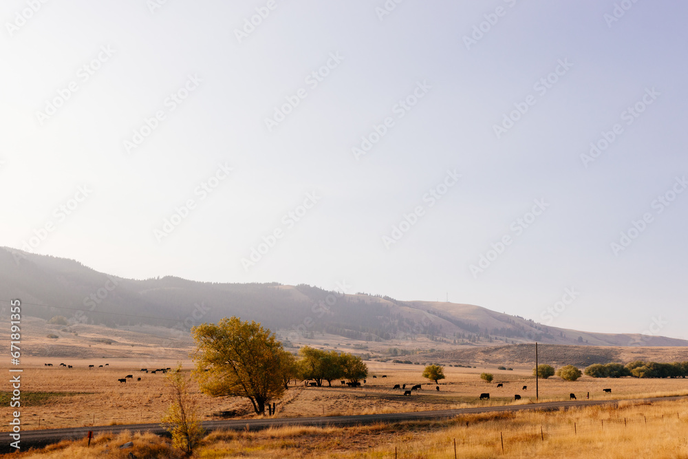 Fototapeta premium A picturesque highway among mountains and yellow dry grass on a sunny autumn day. Beautiful autumn panorama. California, USA in autumn
