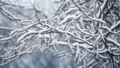 Frosty Winter Day, White Snow on Bare Tree Branches