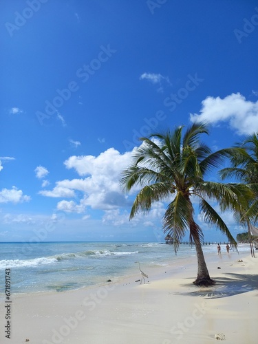 palm tree on the beach