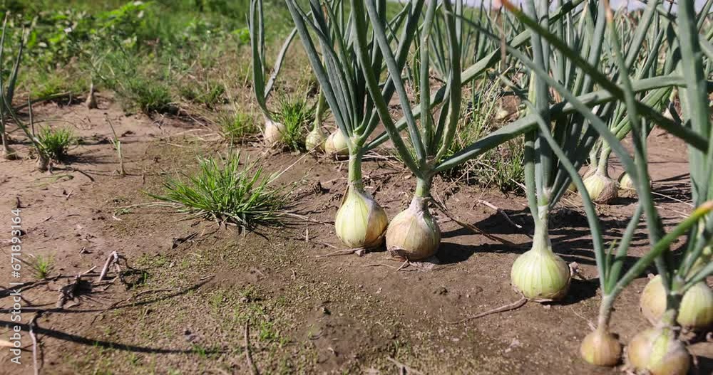 harvest green onions in the field in summer, a large number of onions before harvest harvest green onions in the field in summer, a large number of onions before harvest