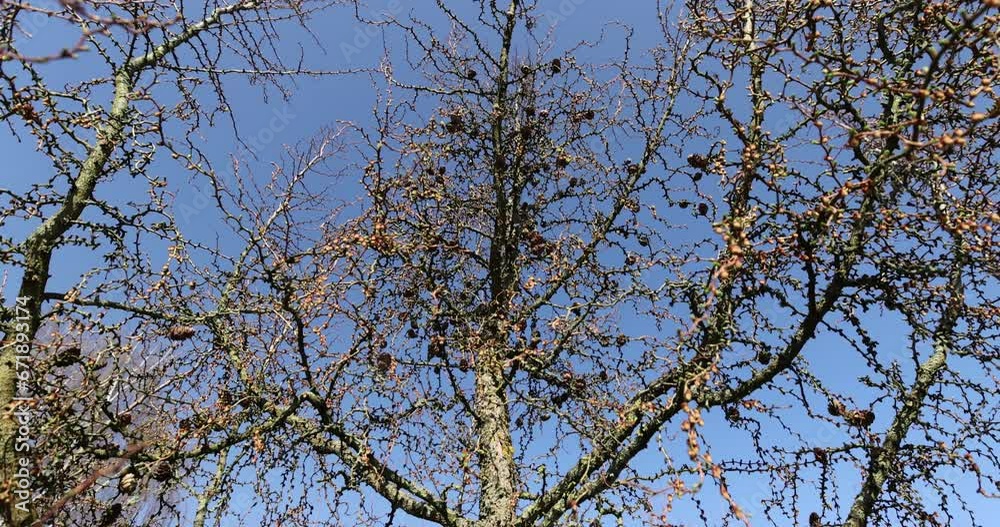European larch during the appearance of the first needles in spring, spring park with a larch tree close-up European larch during the appearance of the first needles in spring, spring park with a larch tree close-up