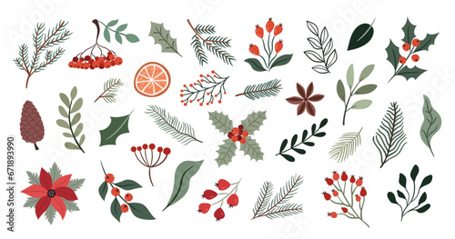 Winter christmas plants set. Botanical illustration