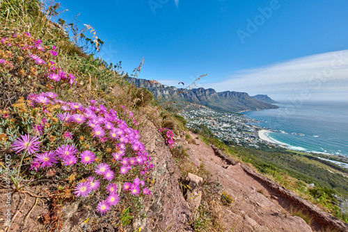 Purple fynbos flowers blossoming and blooming on a famous tourism hiking trail on Table Mountain National Park in Cape Town, South Africa. Plant life growing and flowering in nature reserve abroad photo