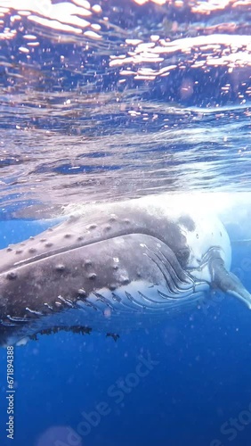 Humpback whale in vava'u ,tonga