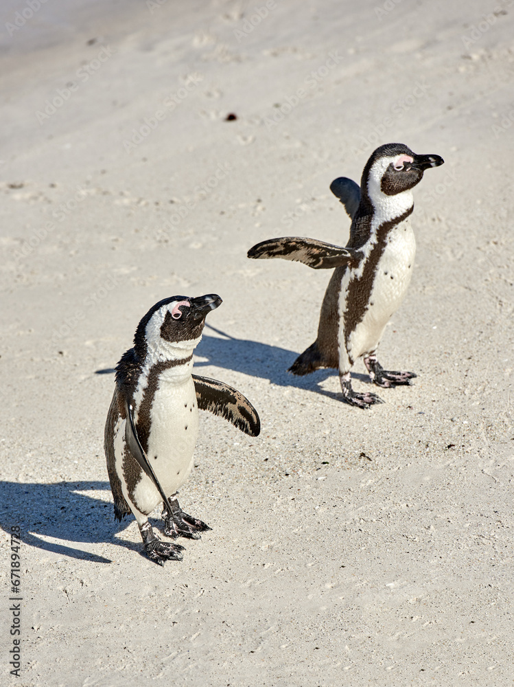 Fototapeta premium Two black footed African penguins on sand beach, breeding colony or coast conservation reserve in South Africa together. Endangered waterbirds, aquatic sea and ocean wildlife, protected for tourism