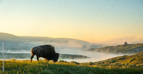 Fototapeta Naklejka Na Ścianę i Meble -  Bison Walks Toward The Foggy Yellowstone River