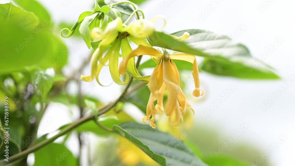 Blooming ylang-ylang flower hanging on a tree moving in the wind. Ylang-ylang flower with rain drop swaying in the wind. Blooming ylang-ylang flower hanging on a tree moving in the wind. Ylang-ylang flower with rain drop swaying in the wind.