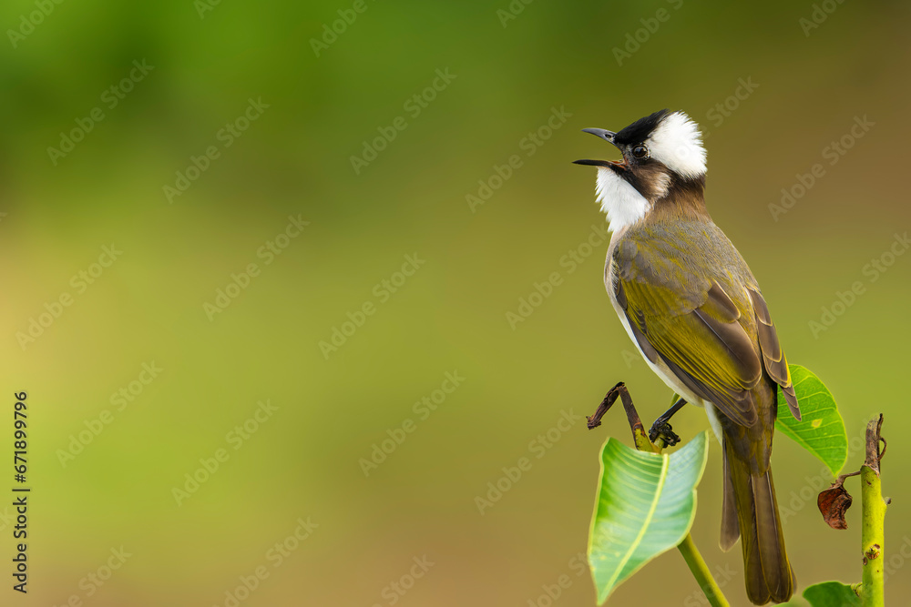 Fototapeta premium Light vented bulbul perched closeup portrait bird 