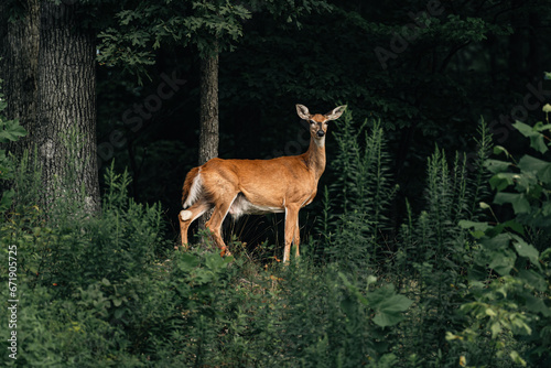 deer in the woods © Amy