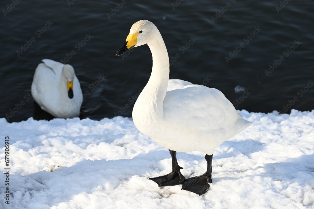 Obraz premium 雪の上を歩く白鳥