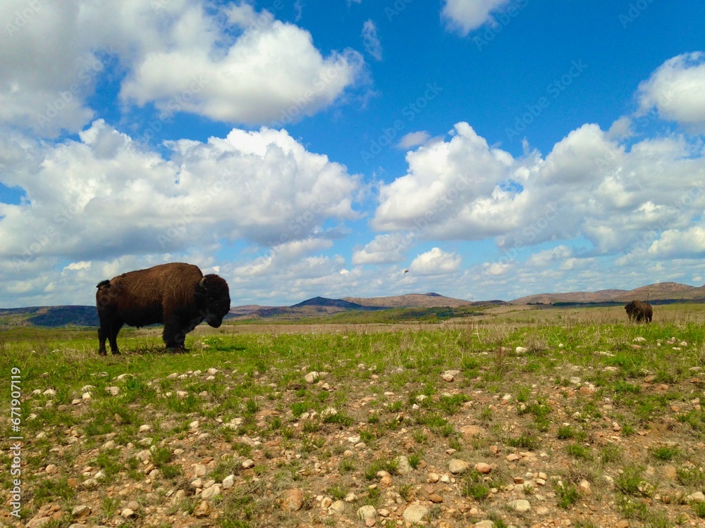 buffalo on the plains