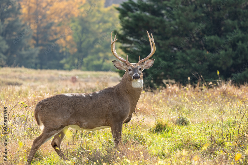 White-tailed Deer (Odocoileus virginianus) Buck in autumn