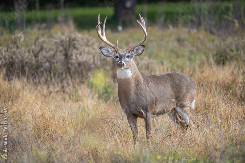 White-tailed Deer  Odocoileus virginianus  Buck in autumn