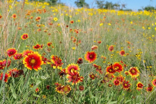 field of wildflowers