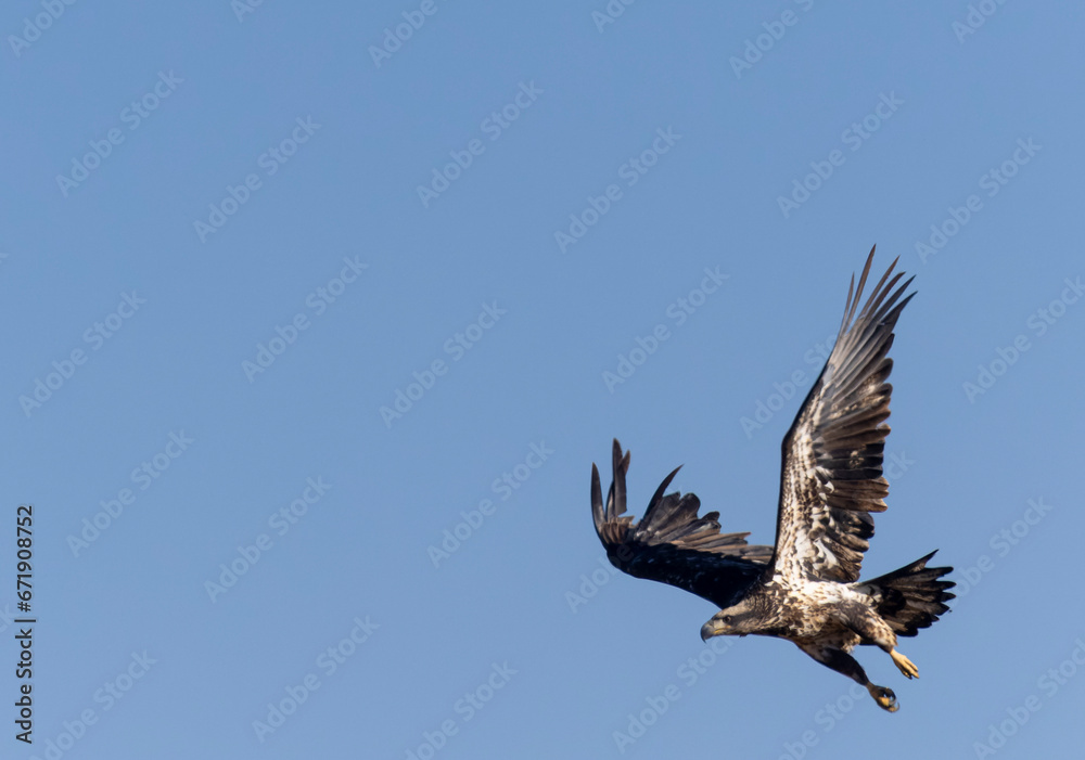 Fototapeta premium Juvenile Bald Eagle