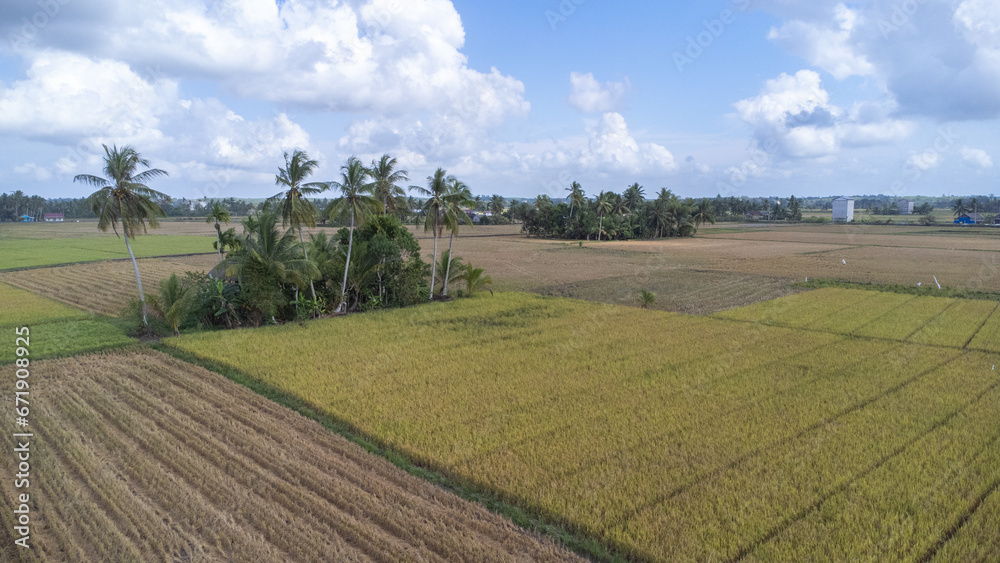 Coconut trees in the middle of rice fields which look like islands in the middle of rice fields
