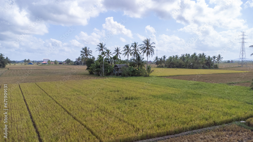Coconut trees in the middle of rice fields which look like islands in the middle of rice fields