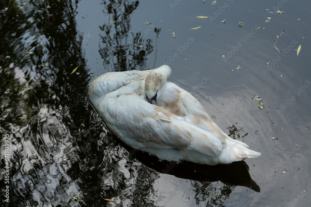 Obraz premium The mute swan (Cygnus olor). The bird swims on the water surface of the pond.