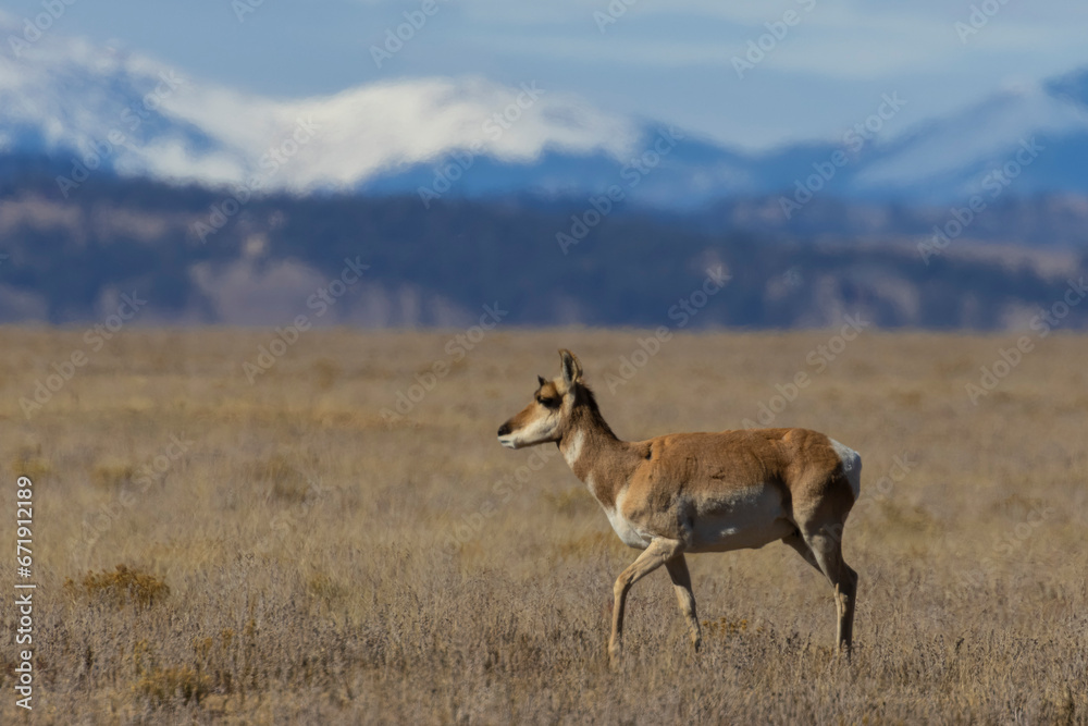 Fototapeta premium Pronghorn Antelope in South Park
