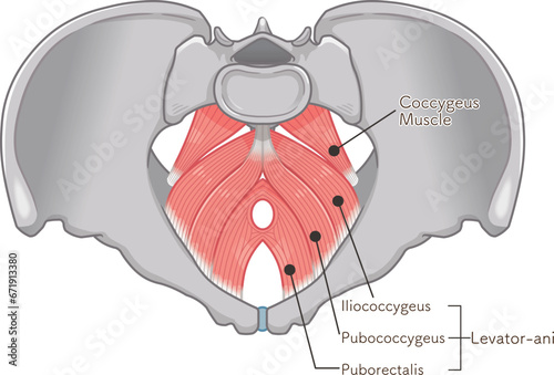 骨盤底筋群、pelvic floor muscles、骨盤、筋肉、イラスト、illustration