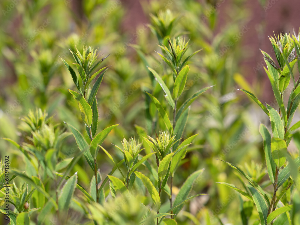 Obraz premium ホソバオケラ