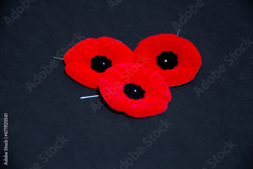 Remembrance Day poppy flowers