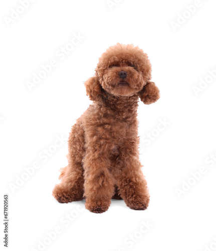 Cute Maltipoo dog on white background. Lovely pet