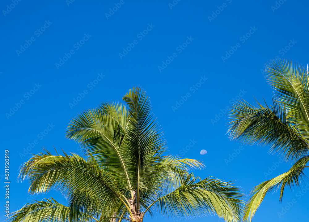 Daytime Setting Full Moon Between two Green and Yellow Coconut Palm Trees in Waikiki, Oahu, Hawaii.