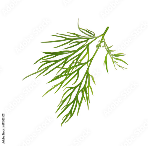 Sprig of fresh dill isolated on white © New Africa