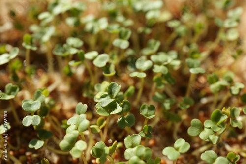 Growing microgreens. Many sprouted mustard seeds as background, closeup
