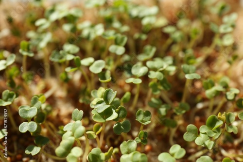 Growing microgreens. Many sprouted mustard seeds as background  closeup