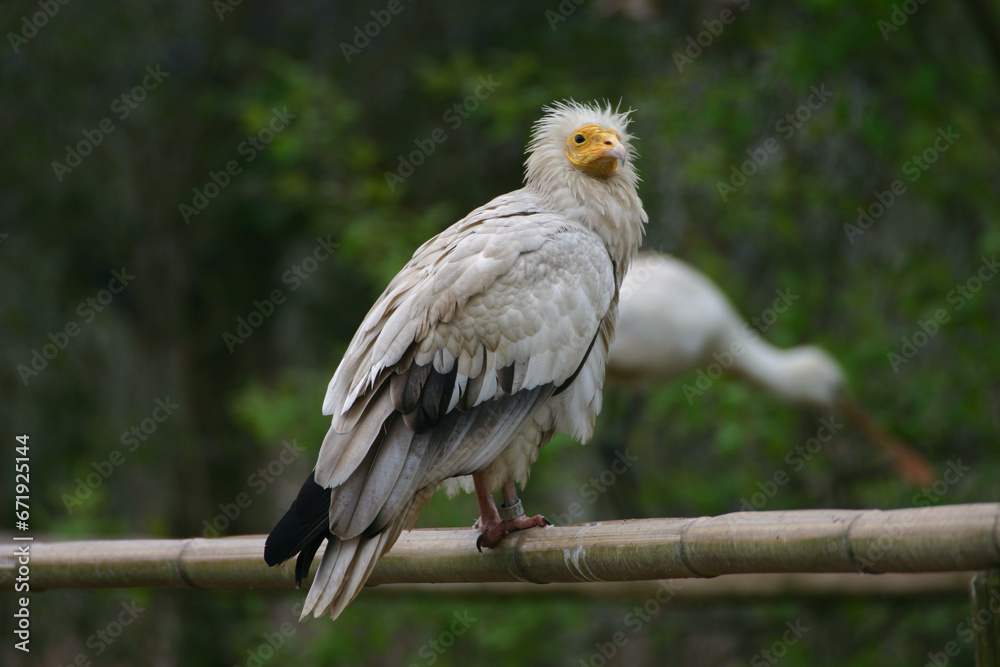 The Egyptian Vulture (Neophron percnopterus) Capovaccaio The Egyptian Vulture (Neophron percnopterus) Capovaccaio
