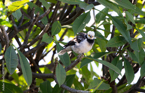 Black-collared Starling (Gracupica nigricollis) on the plumeria tree in the garden at thailand. photo