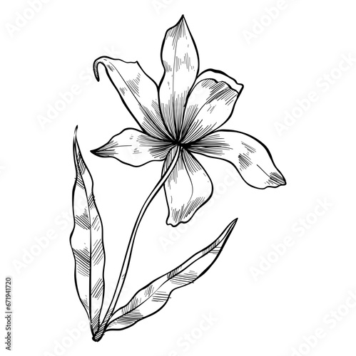 Flower vintage handdrawn illustration