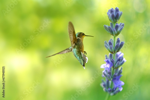 Graceful Hummingbird Among Lavender Blooms