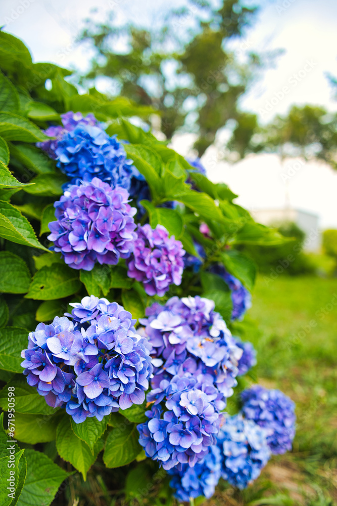hydrangea 紫陽花 hydrangea 紫陽花