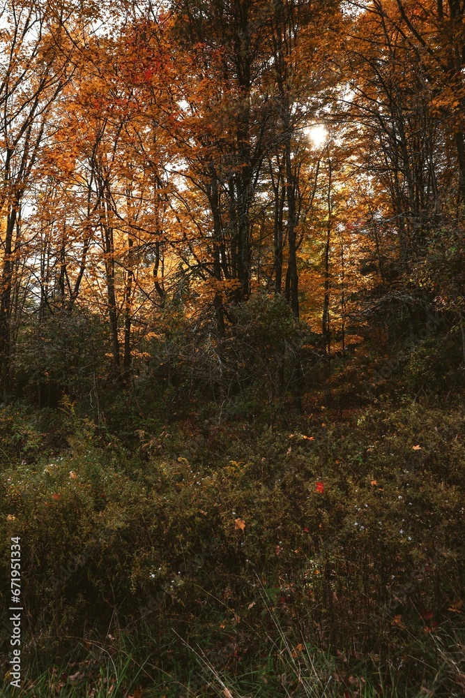 Autumn in the woods, fall landscape