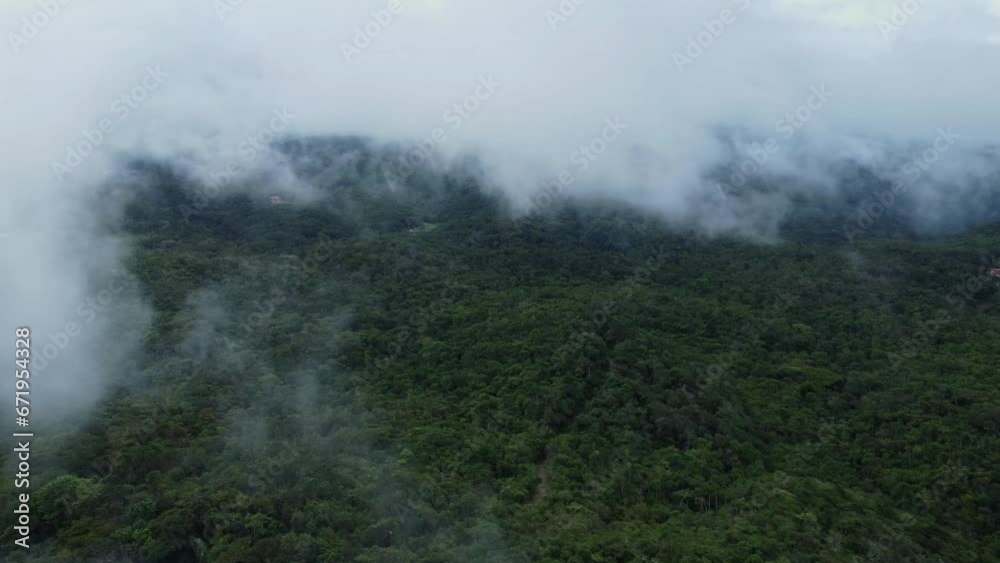 fog in the forest fog in the forest