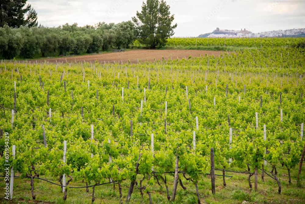 Aglianico Red Grape Vineyard in Basilicata - Italy Aglianico Red Grape Vineyard in Basilicata - Italy