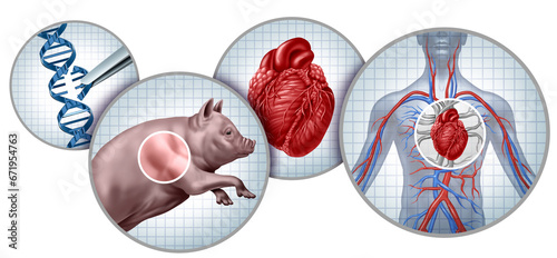 Pig donor To Human Heart Transplant concept as a genetically modified animal organ transferred to humans as Xenotransplantation technology or Xenogeneic transplantation photo