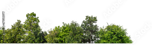 Green Trees on transparent background. are Forest and foliage in summer for both printing and web pages with cut path and alpha channel.. photo
