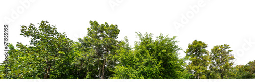Green Trees on transparent background. are Forest and foliage in summer for both printing and web pages with cut path and alpha channel.